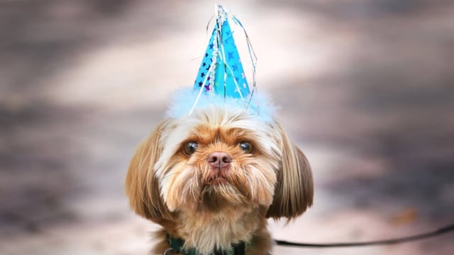 Hund mit Partyhut.