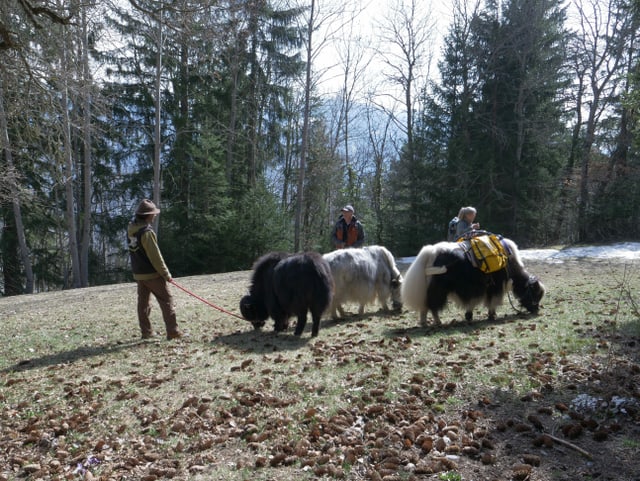 Die Yaks am weiden.