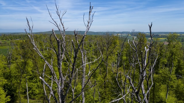 Jura-Wald