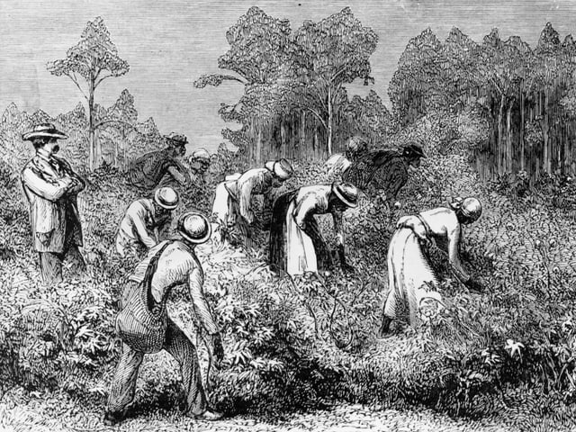 A cotton plantation