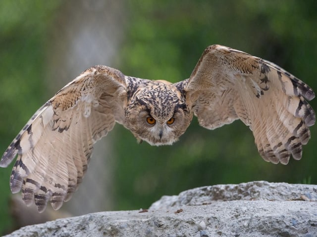 Ein Uhu im Flug zeigt seine beachtliche Flügelspanne.