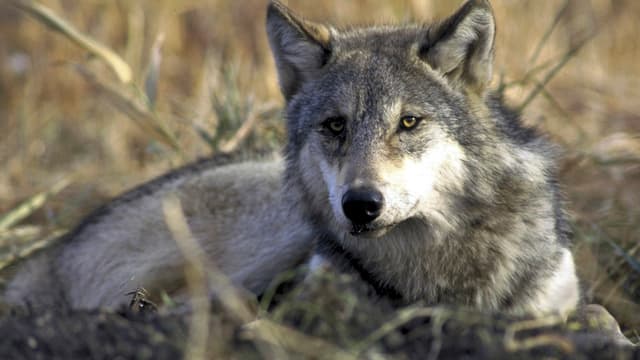 Wolf sitzend im Gebüsch.