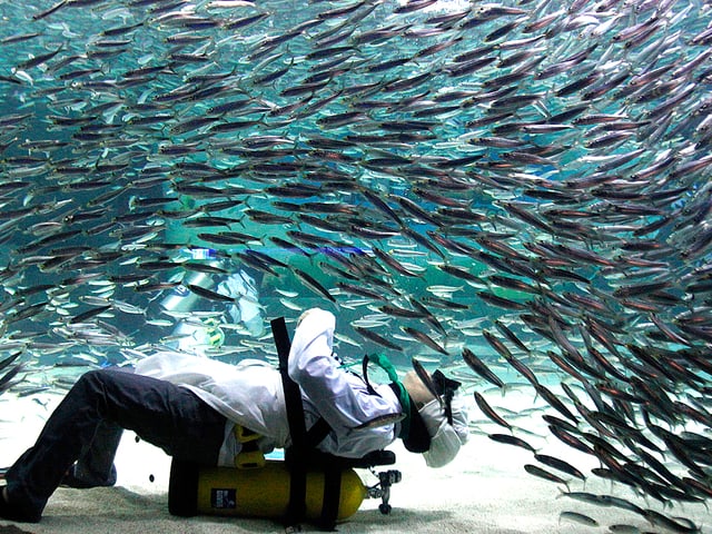 Ein Fischschwarm schwimmt in Gleichform über einen Taucher hinweg