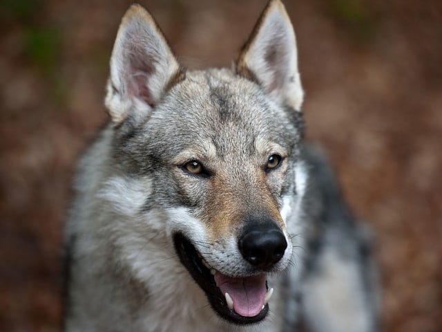 Tschechoslowakischen Wolfshund