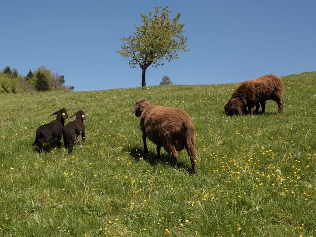 Schafe auf einer Wiese unter blauem Himmel.