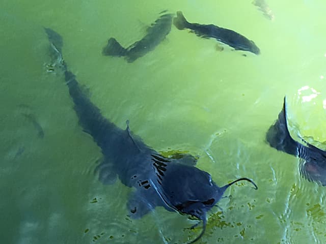 Ein grosser dunkler Wels hebt seinen Kopf aus dem Teich.