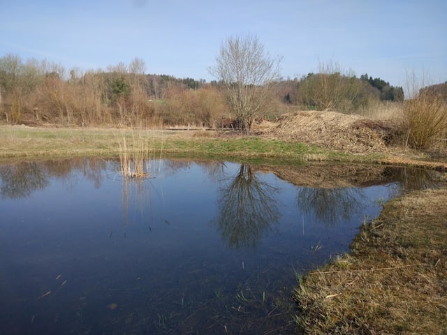 Blick auf Tümpel mit Spiegleung der Bäume darin.