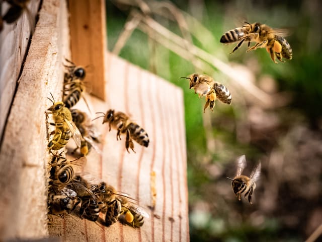 Etwa ein Dutzend Bienen landen bei ihrem Nest an einer Holzfassade.