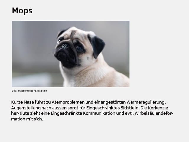 Mops