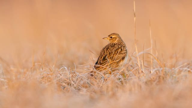 Ein Vogel in einem Feld.