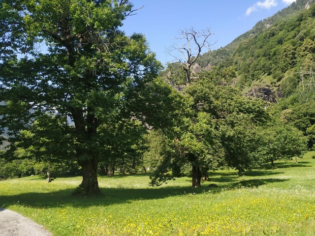 Grosser Kastanienbaum auf einer Wiese.