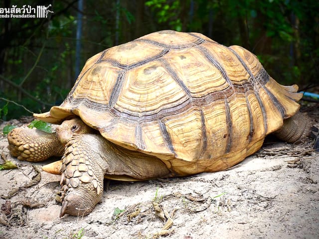 Riesenschildkröte Leonardo in einem Aussengehege der Wildlife Friends Foundation Thailand (WFFT).