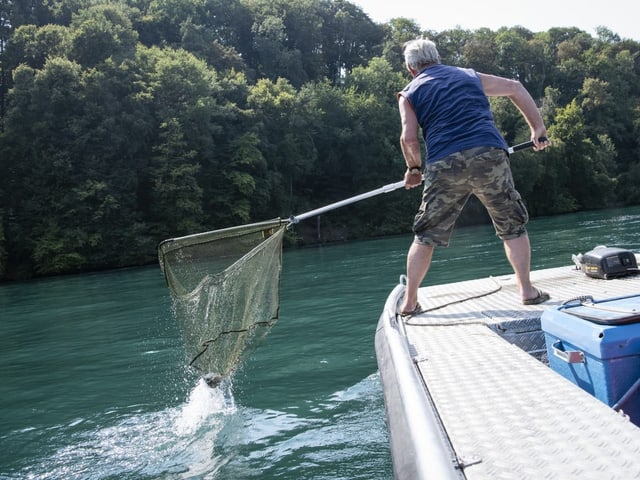 Ein Mann des Fischervereins Neuhausen fischt tote Fische aus dem Rhein.