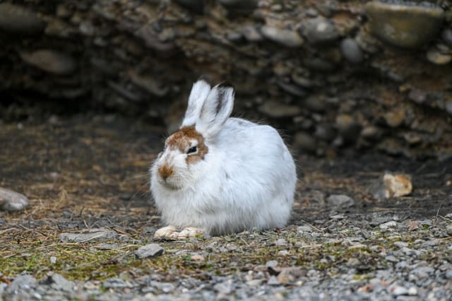 Ein Schneehase kauert auf dem Boden