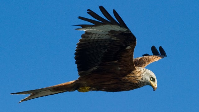 Ein Rotmilan im Flug