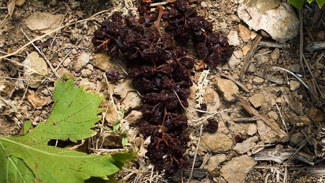 Eine ausgetrocknete Rebe liegt auf dem Erdboden, daneben ein grünes Weinblatt.