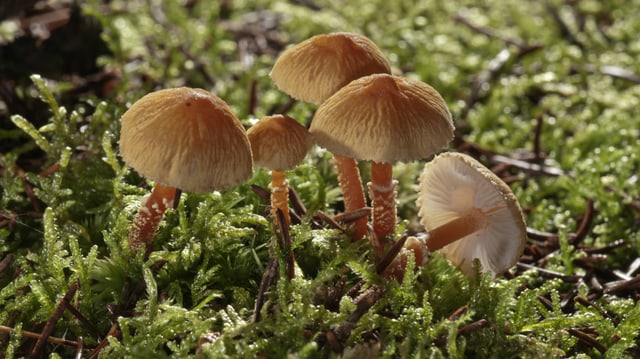 Nahaufnahme von fünf Pilzen in einer Wiese