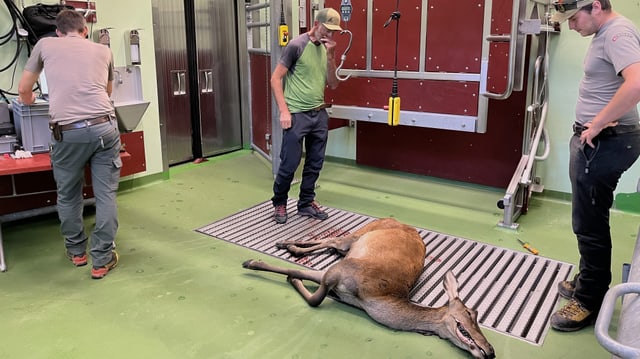 Die tote Hirschkuh liegt auf dem Boden. Die beiden Jäger stehen davor.