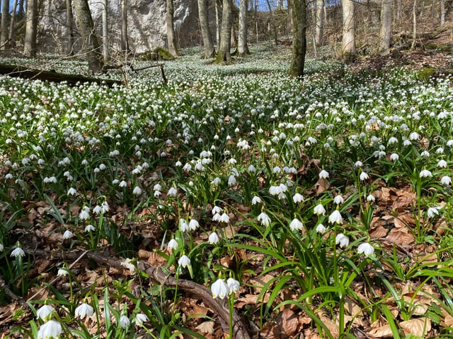 Weisse Blumen im Wald.