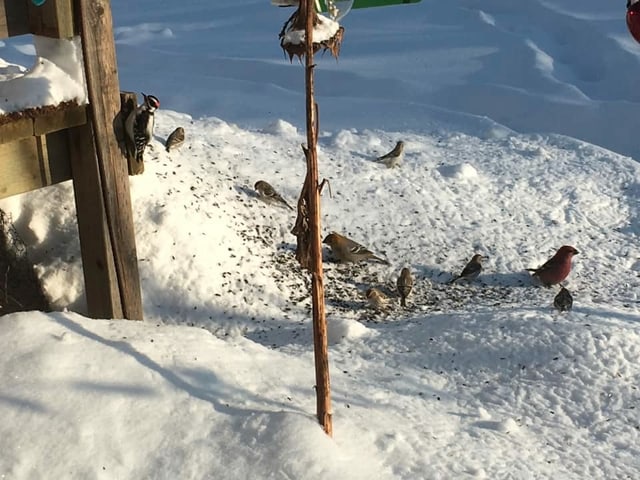 Vögel picken nach Sonnenbluemnkernen.