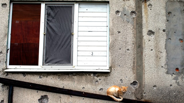 Eine Katze ruht auf einem Treppengeländer. Hinter ihr ist eine zerschossene Fassade und ein verbarrikadiertes Fenster zu sehen.