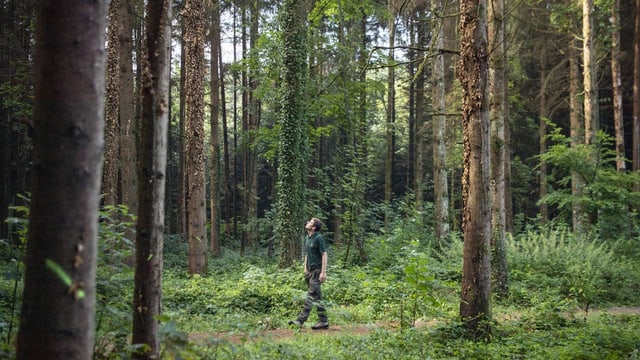 Förster im Wald guckt an Bäumen hoch