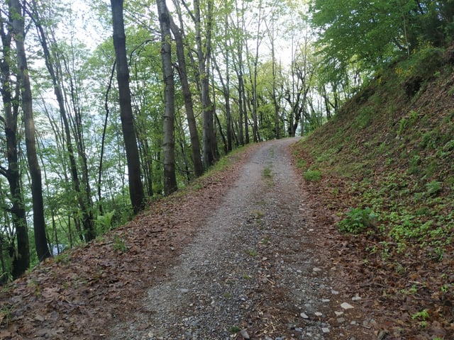 Waldweg