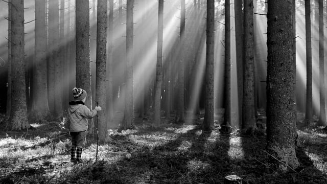 Wir Und Der Wald Der Wald Sieht Schwarz Und Schweiget Kultur Srf