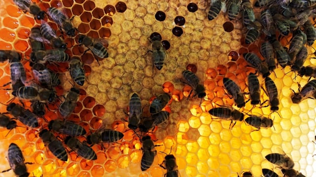 Wabe mit Alpenrosenhonig und Bienen im Gegenlicht. 