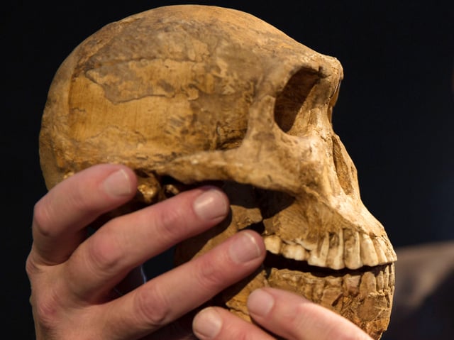 Schädel Homo naledi