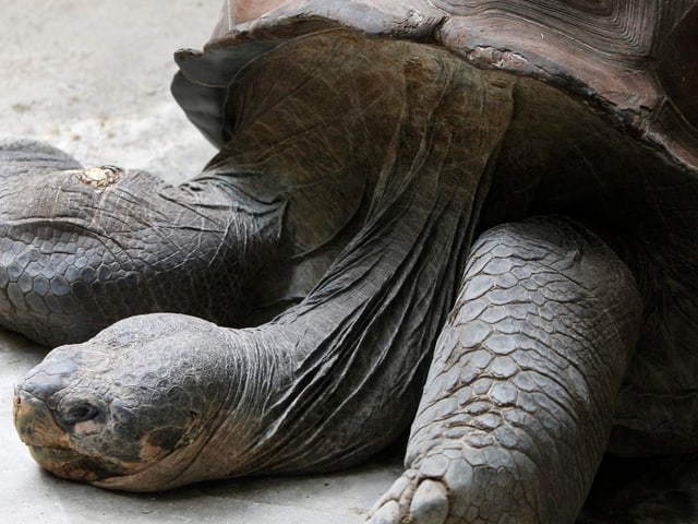 Riesenschildkröte im Zoo Zürich.