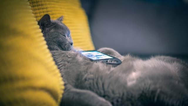 Eine Katze liegt schlafend auf einem Sofa