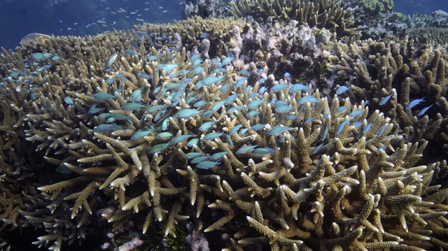 Great Barrier Reef.