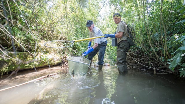 Männer mit Fischnetzen stehen in einem Bach.