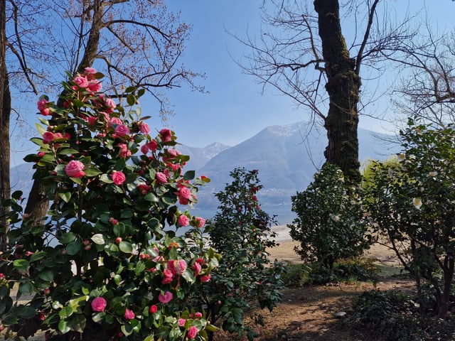 Trotz Trockenheit blüht es wunderschön im Tessin. Der Frühling ist da.