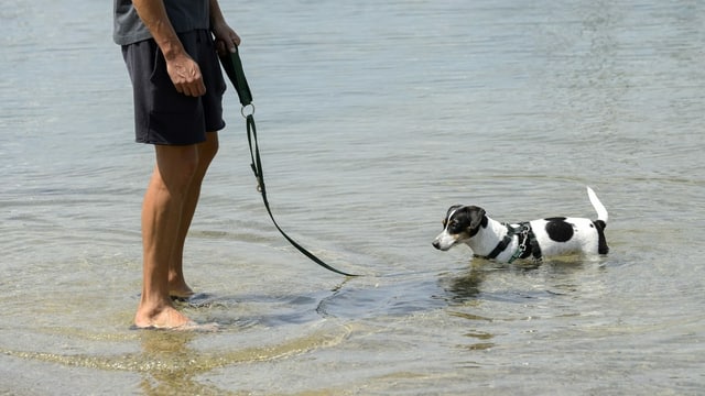 Mann und Hund stehen im Wasser.