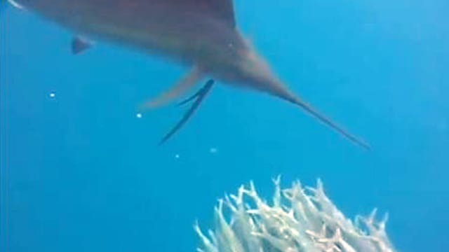 Fächerfisch nähert sich einem Sardinenschwarm