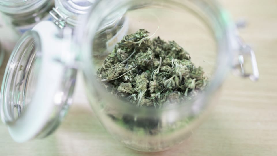 Pilotstudie-Zwischenergebnis: Legale Cannabis-Abgabe sorge für risikoärmeren Konsum