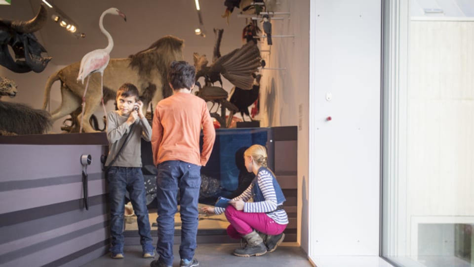 Für Kinder gibt es im St. Galler Naturmuseum wenig. Das soll sich nun ändern.