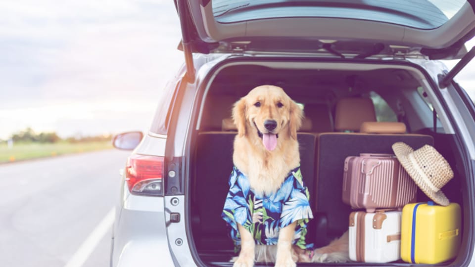 Der Aufenthalt in einem abgestellten Auto im Sommer kann für den Hund tödlich sein.