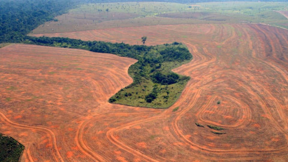 Klimaschutz-Organisationen hoffen, dass Lula da Silva die Abholzung des Amazonas-Regenwaldes stoppen kann.