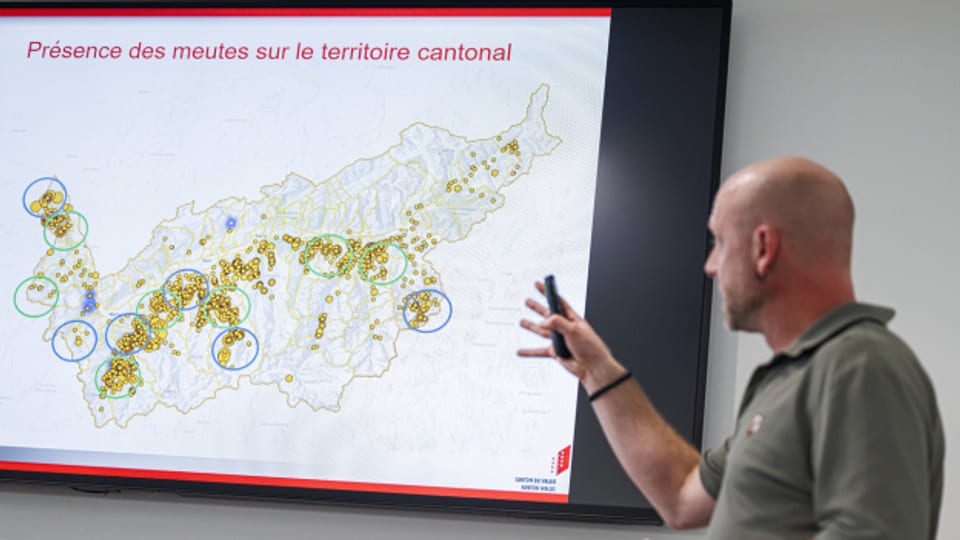Die Kantone Wallis und Graubünden informierten am Montag über die bisherige Anzahl präventiver Wolfsabschüsse.