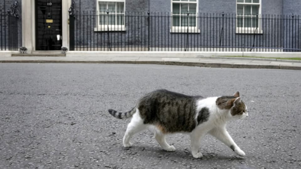 Larry the Cat lebt seit 2011 in 10 Downing Street und hat dabei mit fünf verschiedenen Premierministerinnen oder -ministern zusammengelebt.