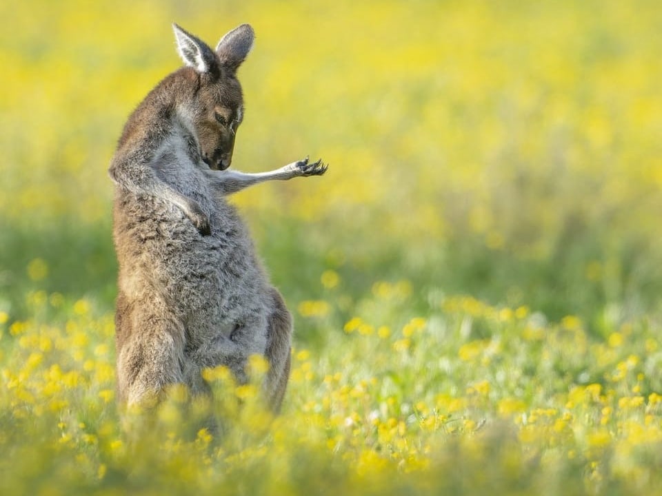 In Australien spielt ein Känguru Luftgitarre.