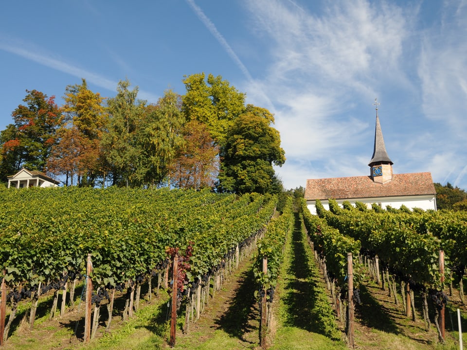 Weinreben mit Kirche im Hintergrund.