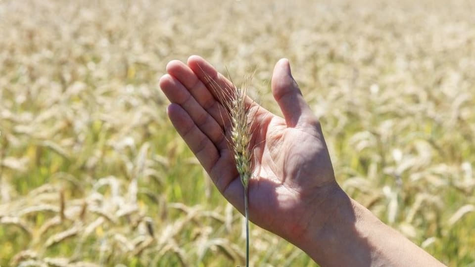 Landwirtschaft