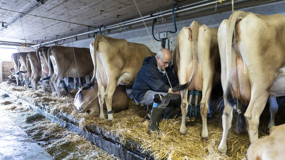 Milchbauer Hansruedi Giger melkt Jersey-Kühe in seinem Stall.