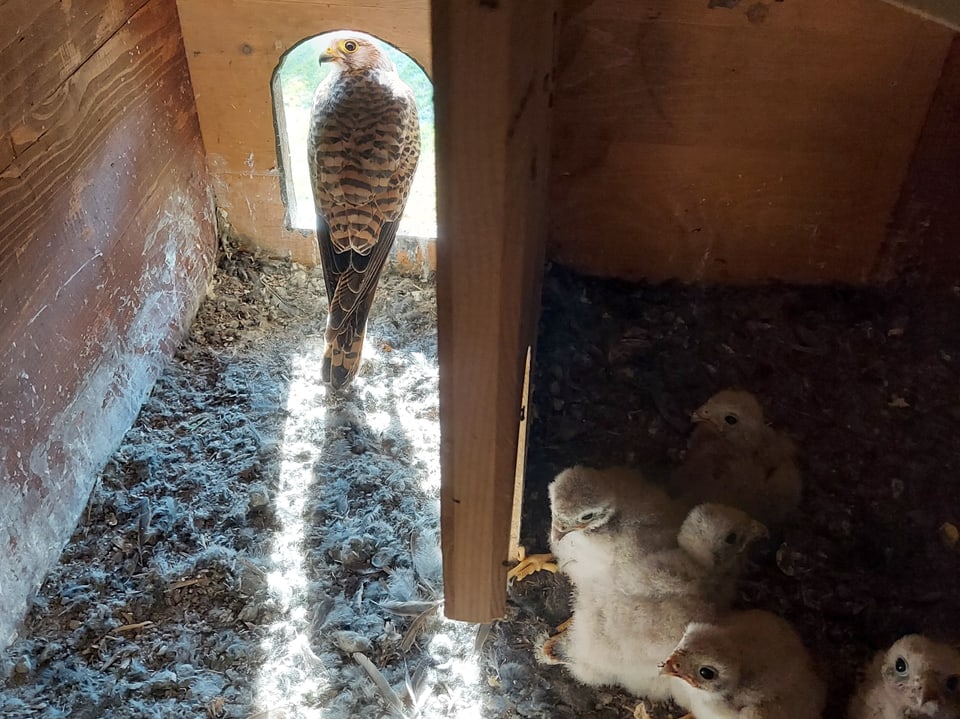 Nistkasten von innen, Falke mit ihren Jungen.