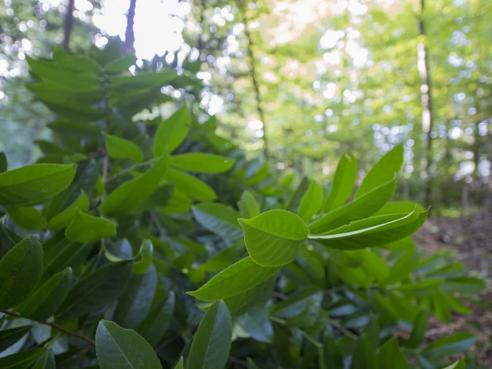 Kirschlorbeer in einem Wald