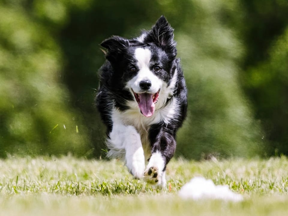 Hund rennt auf einer Wiese.